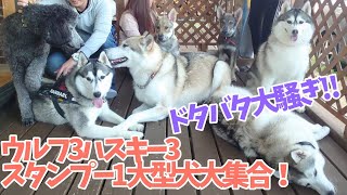 【大型犬大集合！】ウルフドッグの兄弟がじゃれあう姿が微笑ましい