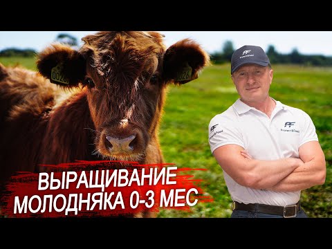 Выращивание молодняка крс.