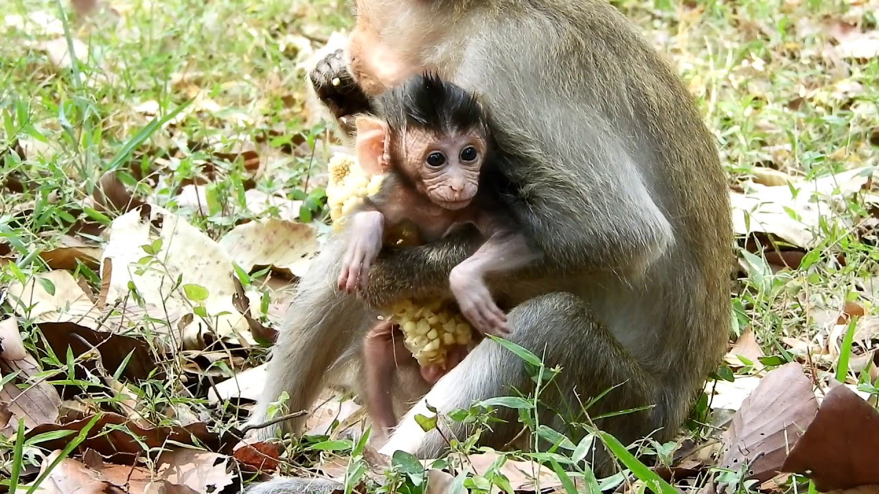 monkey costume 2t New mother first have one baby-Congratulation infant monkey