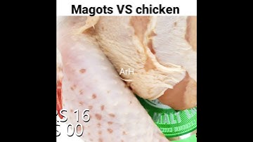 Chicken 🐓 VS magots🔥@Crazy XYZ @MR. INDIAN HACKER  #viralshorts #ytshorts #experiment #shorts #ArH