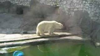 Medved v zoo