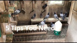 5 Tips No Young Bird Fancier Can Do Without! Plus getting them ready for the season!