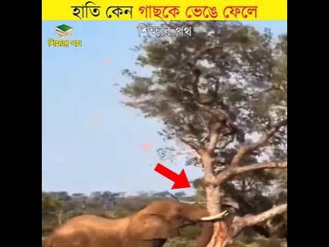 হাতি কেন গাছকে ভেঙে ফেলে || why do elephants destroy trees || #shorts #
