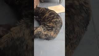 The Worlds Most Roly Poly Cat?