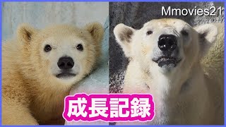【祝7歳】可愛い赤ちゃんからお姉さんに成長 ホッキョクグマ「モモ」