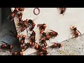 激取れ！オオスズメバチ 粘着シートで根こそぎ駆除！ 滋賀のハチ駆除「ジェイ・ワークス」#Shorts