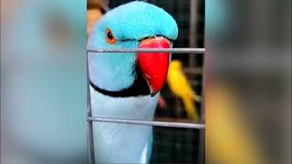 This Angry bird can sing and say Words #cute #amazing #viral #beautiful #birds by Think About 325 views 4 months ago 30 seconds