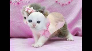 самые милые котята в мире самые милые котята в мире