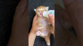 Kitten Drinking Milk Is So Cute