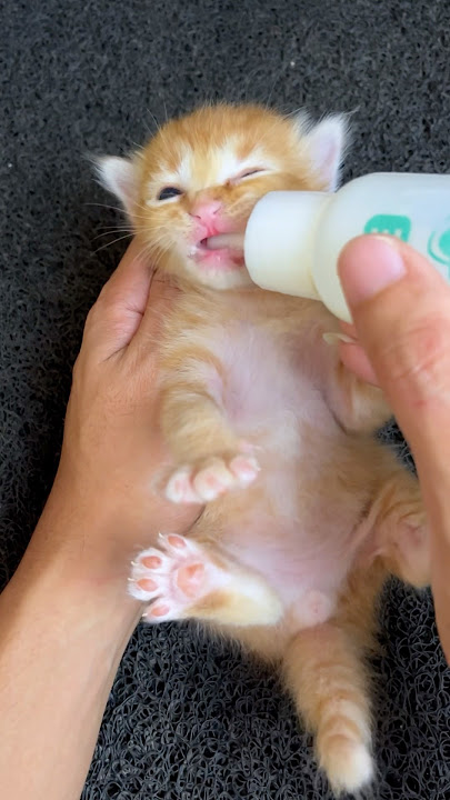 kitten drinking milk is so cute #cat #catlover #anakkucing #catlovers