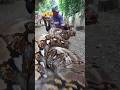 YouTube short's animals big snek #sneke