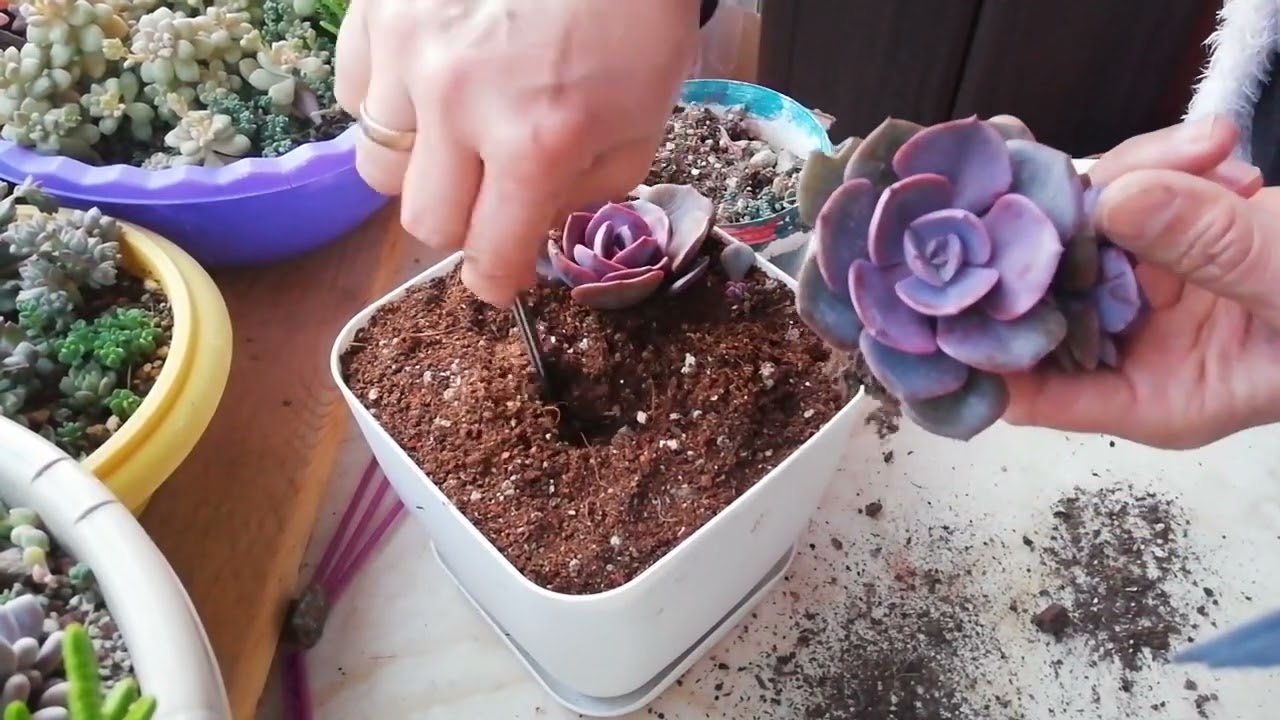 Echeveria Dusty Rose /Tek Saksıda Dolu Dolu Sukulent / - Bakımını Nasıl Yaptım !