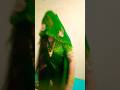 halchal halchal...#shortviral#trending#reel#yotubshort