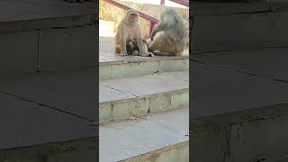 #Monkey #MonkeyLove #CuteMonkey #FunnyMonkey #BabyMonkey #MonkeyLife #MonkeyWorld #Wildlife #Nature