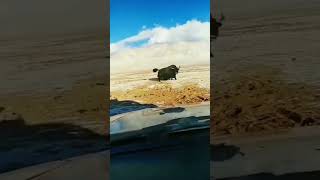 💢高原上的野牦牛 霸气侧漏 Wild Yak #Animal 【跟着图尔去旅行】