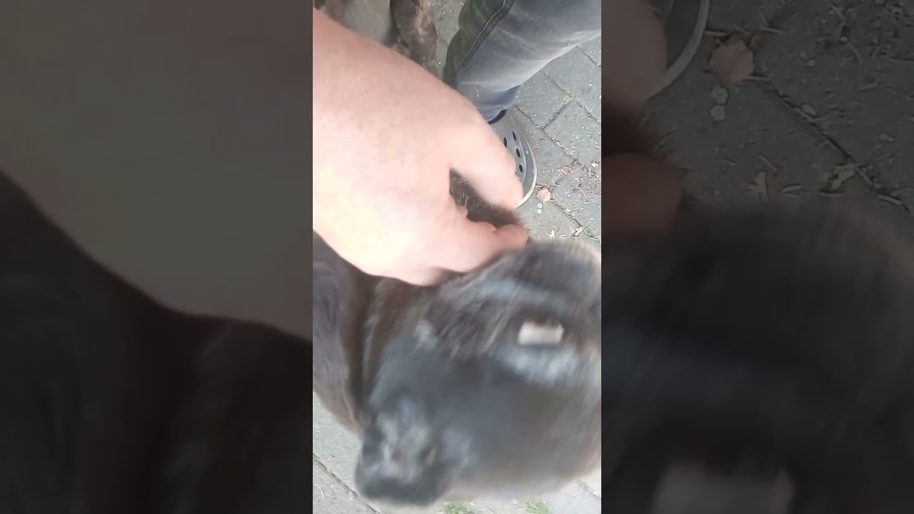 Rotkehlchen--Freiheit Return  ( nach " Fenster-Reset " )