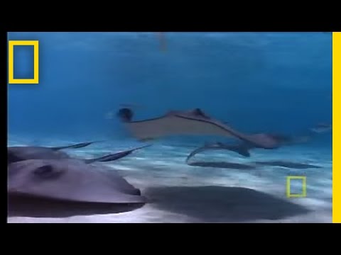 Stingray City | National Geographic