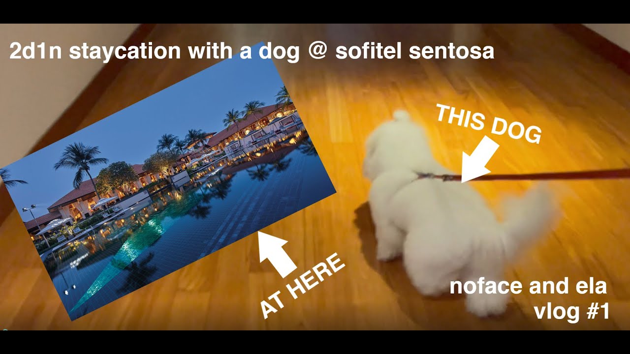 pawcation @ sofitel sentosa | vlog #1