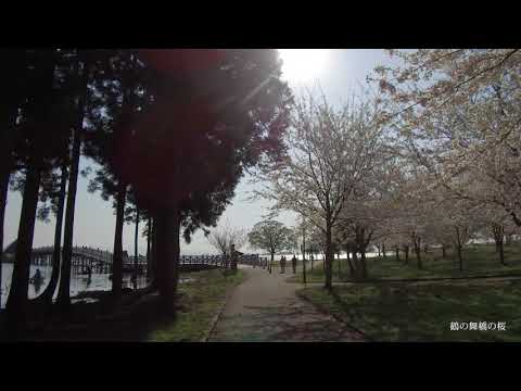 鶴の舞橋の桜