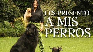 Les presento a mis perros | Martha Debayle