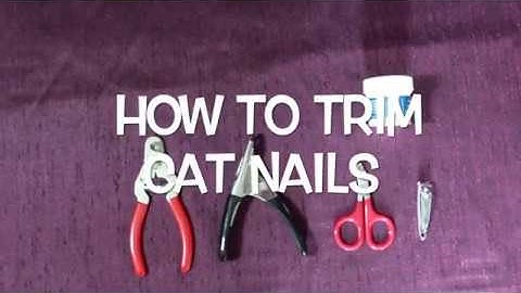 The Ultimate Guide on How to Trim a Cat