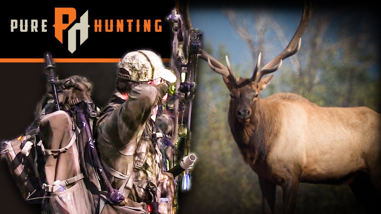 Bow hunting elk - RAFFLE WINNER hunts Utah bulls! (Pure Hunting) - YouTube