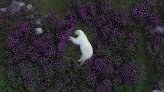 Белый Медведь Спит В Цветах