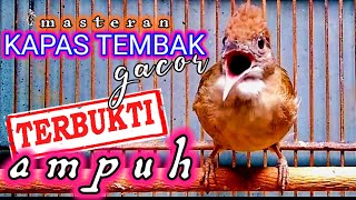 Masteran Kapas Tembak Gacor Speed Rapat