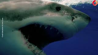 Users terrified by close-up of great white shark showing off its razor-sharp teeth.