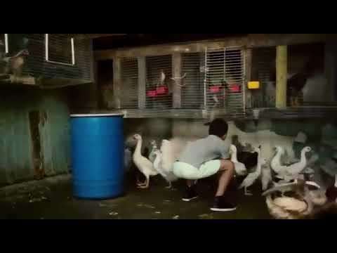 اغنيه ديسبا سيتو