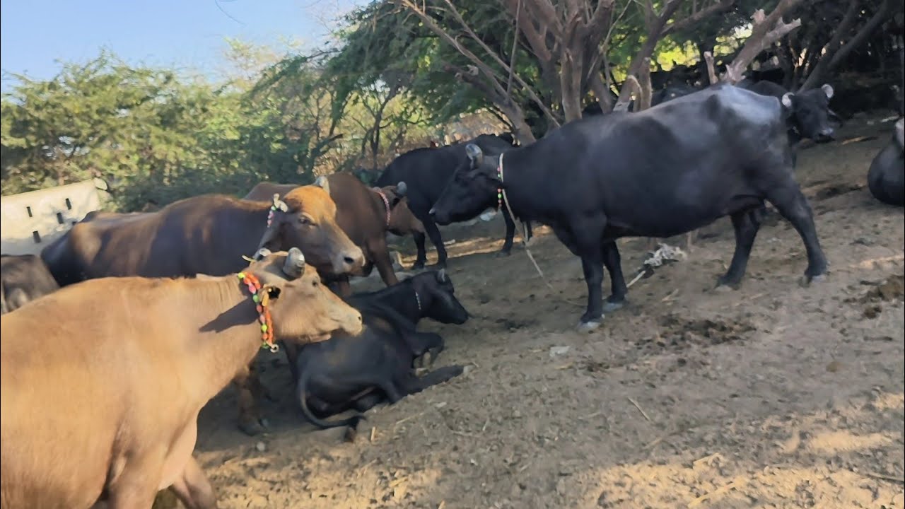 pure banni breeding at banani area