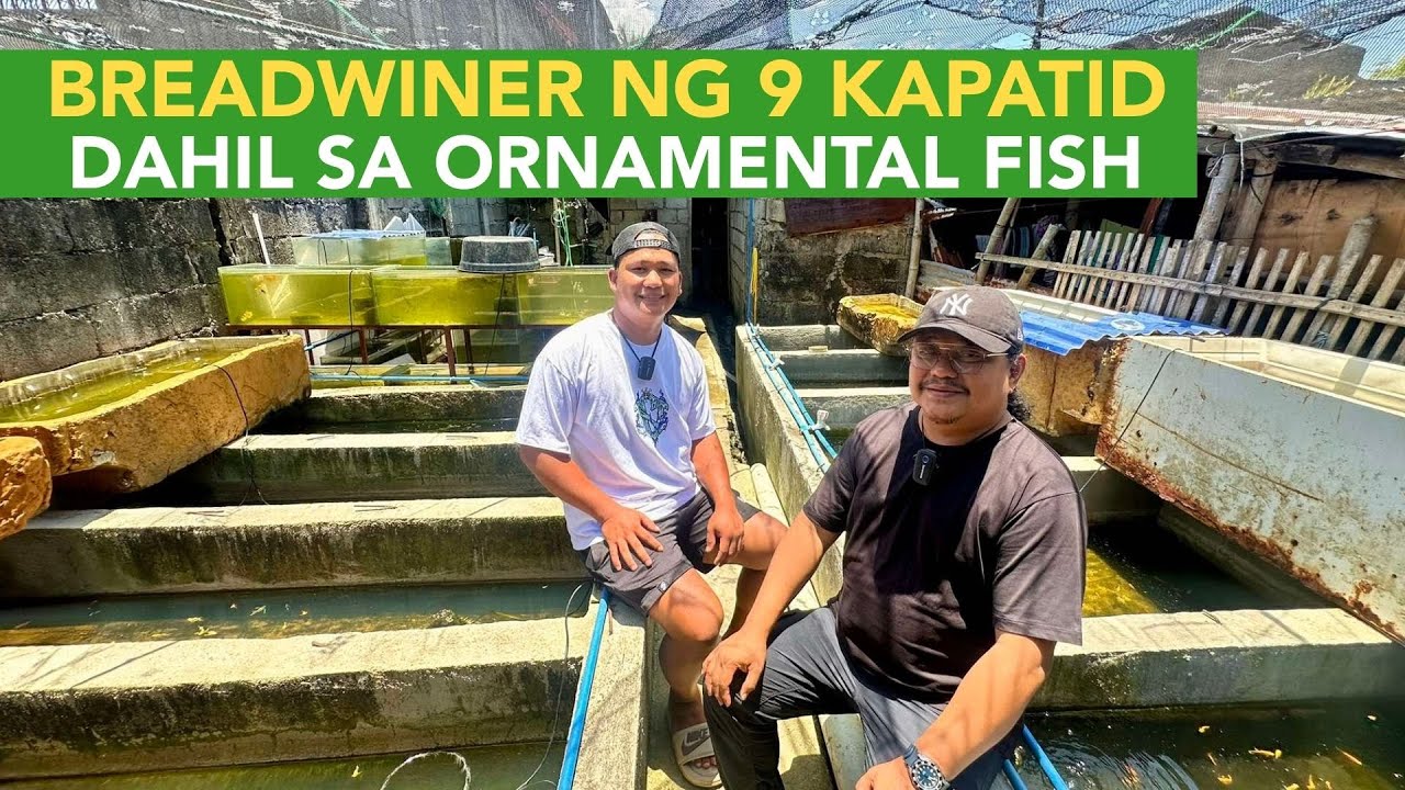 Breadwinner ng 9 na Kapatid, Binubuhay nya sila sa Ornamental Fish!
