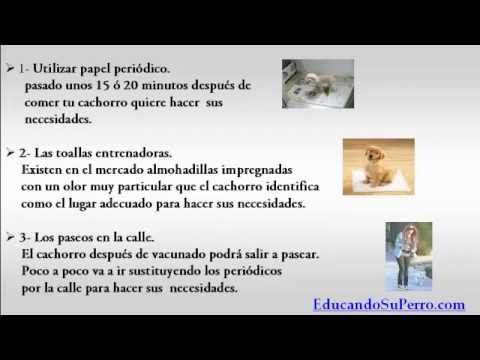 como enseñar a un cachorro a hacer sus necesidades educarium pl