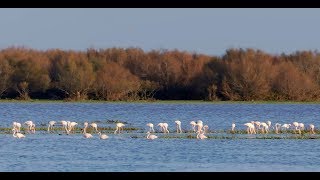 Doñana National Park, Spain (English version) screenshot 2