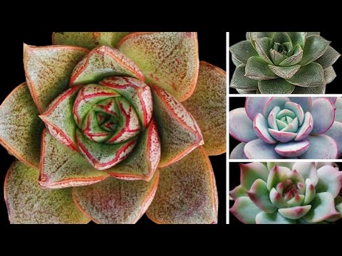 잎에서 echeveria를 전파하는 방법 / bouturage des plantes succulentes