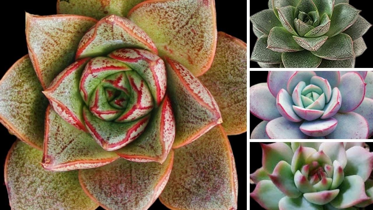 How to propagate echeveria from leaves /bouturage des plantes