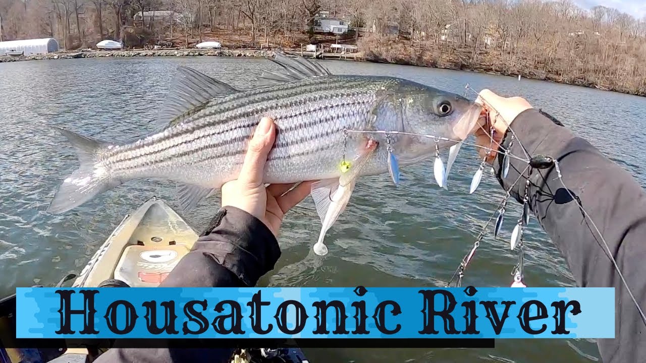 Striped Bass on the Umbrella Rig Kayak Fishing the Housatonic + Winner