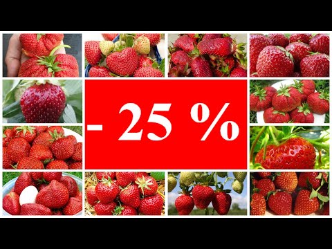 Летняя акция на саженцы крупноплодной садовой земляники в контейнерах!