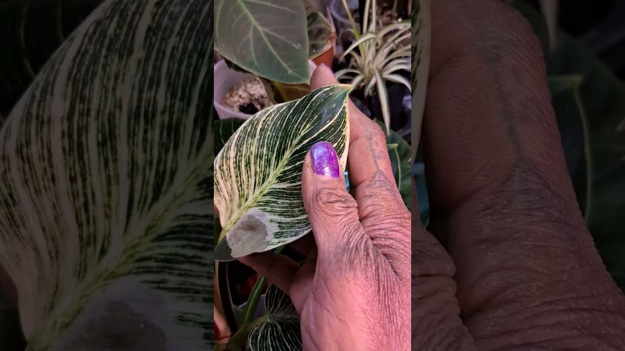 I found a Philodendron Caramel aka Pluto 