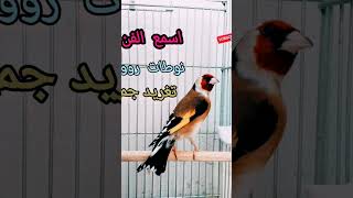 chardonneret الحسون goldfinch_song shorts viral trending reels fyp