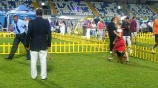 Welsh Terrier Split Cacib 2010.Avi