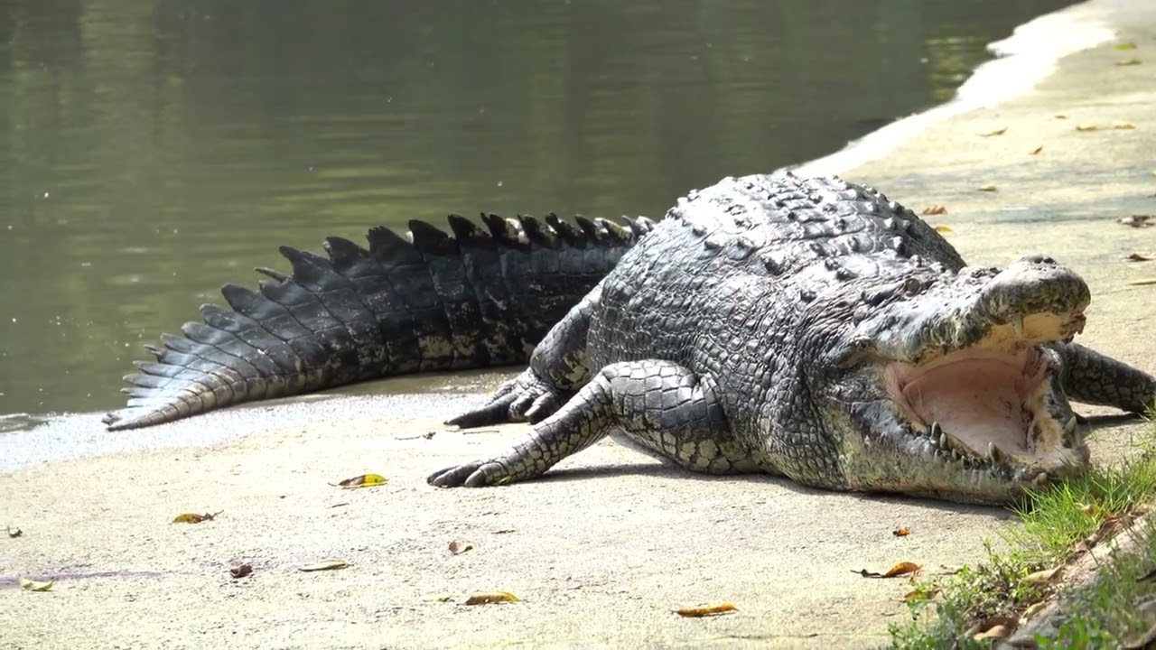 4K Ultra HD Video of Animals in their Natural Habitat