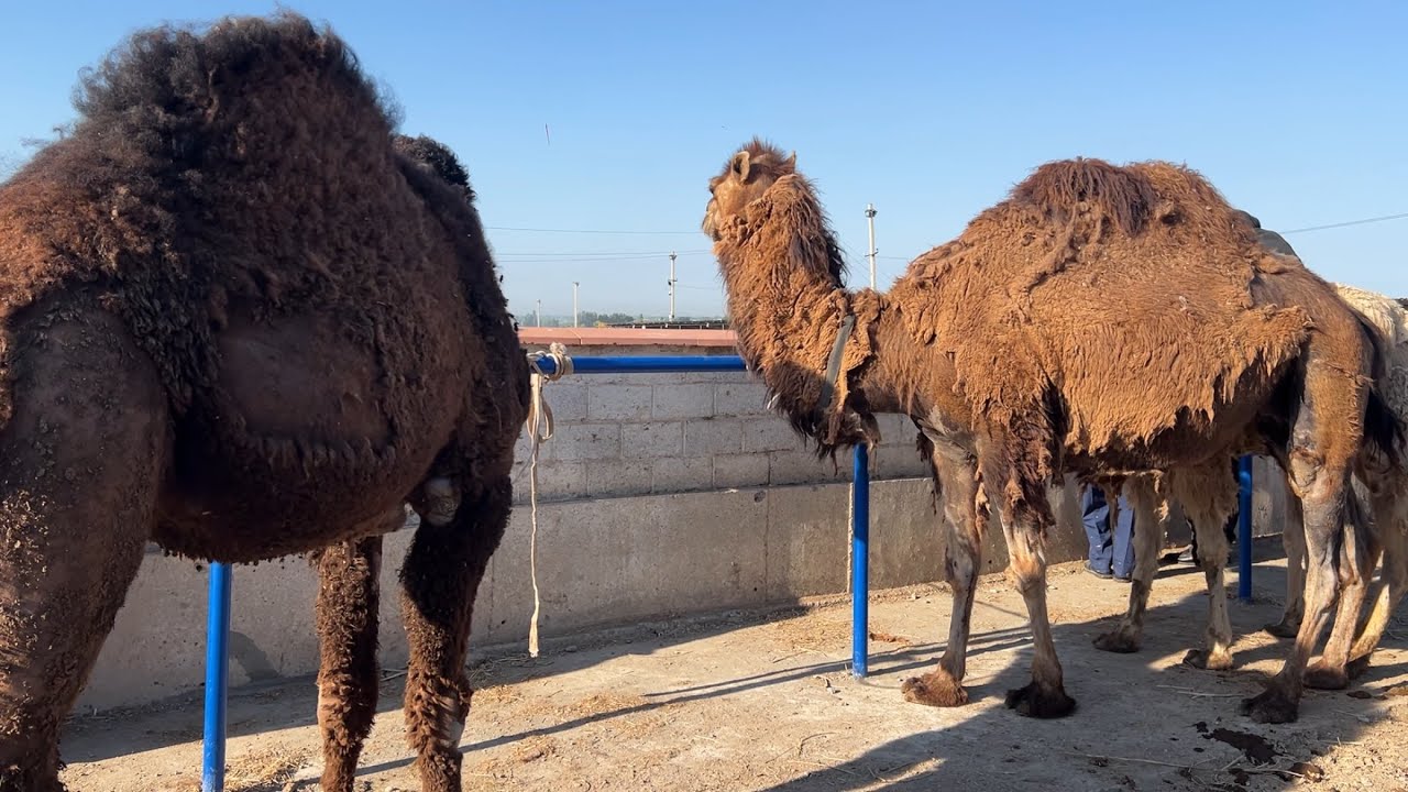 Shahidon ot va tuya bozori bugungi narhlar bilan tanishing 3.06.2025yil