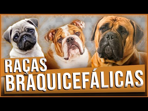 Vídeo: Quais cães são braquicefálicos?