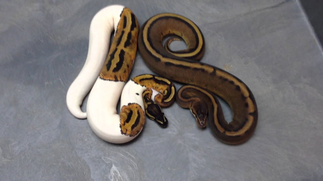 snake oil Recessive Females