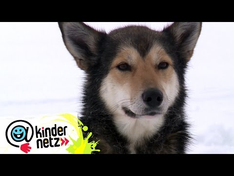 Video: Welche Hunde haben Mähnen?