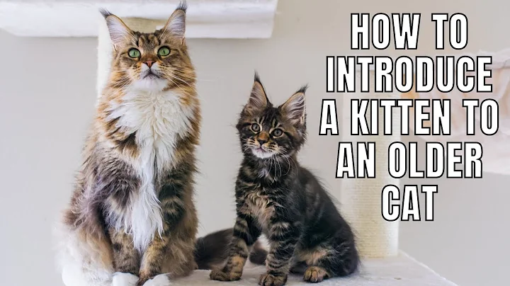 5 Tips on INTRODUCING a Kitten to an Older Cat