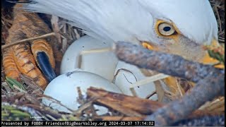 JACKIE \& SHADOW REMAIN DEDICATED 💗 ZOOM ON EGGS! Raven Alert 🐦 Big Bear Bald Eagles FOBBV Cam 3.8.24