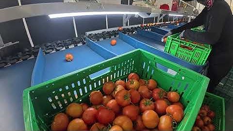 SNPSYSTEM - Tomato Sorting 토마토 선별 (아이오크롭스/진천군)