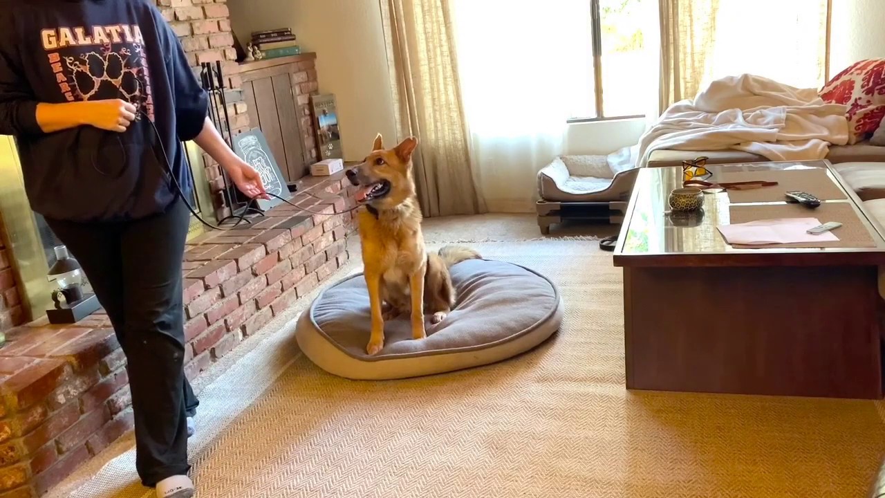 Part 2 Very anxious dog proofing placecritical routine for anxiety